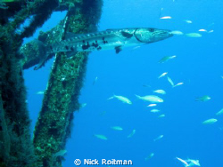 Barracuda on C-53, Cozumel, Mexico. by Nick Roitman 